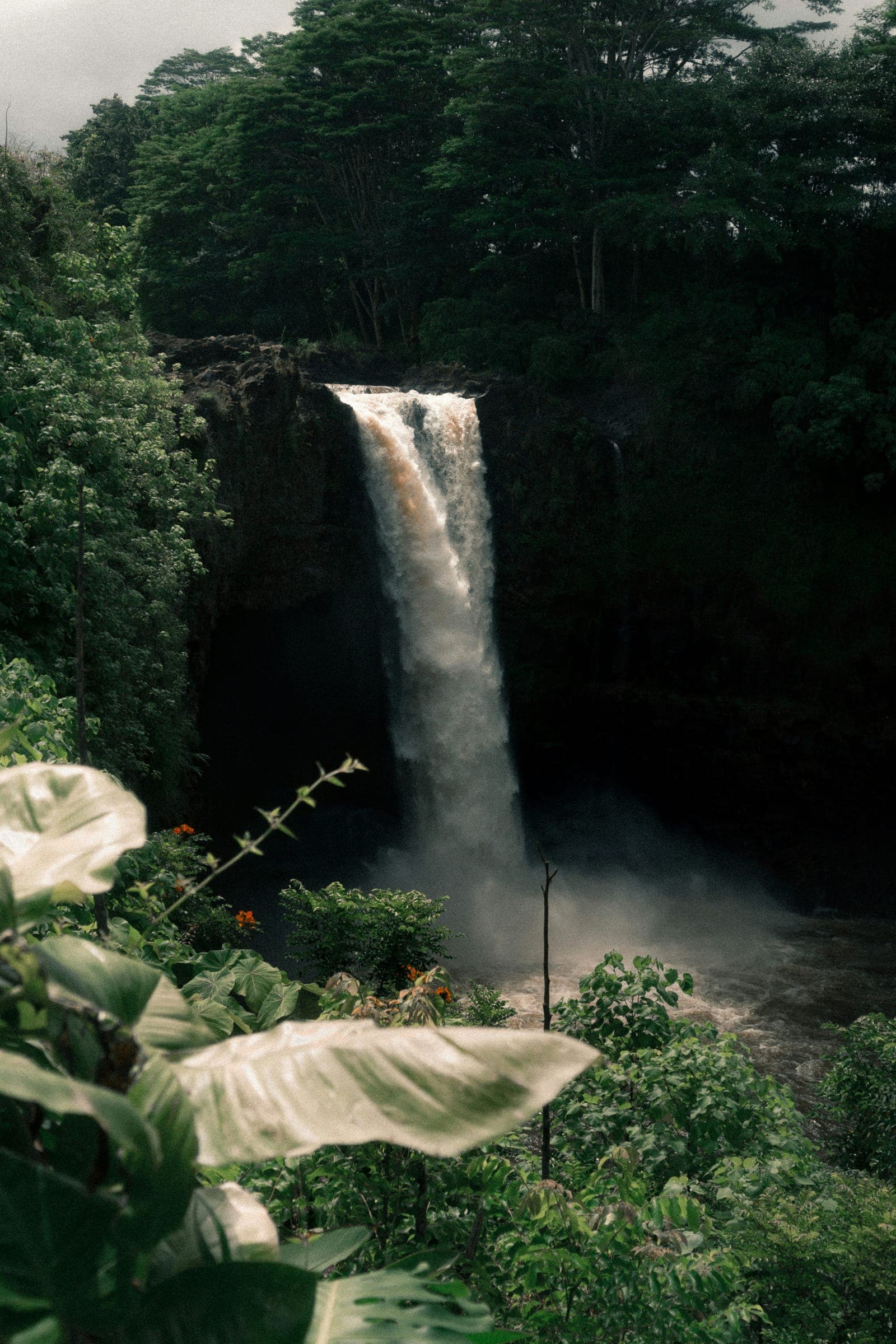 A tall waterfall pours into a rainforest gorge, broad white leaves in front